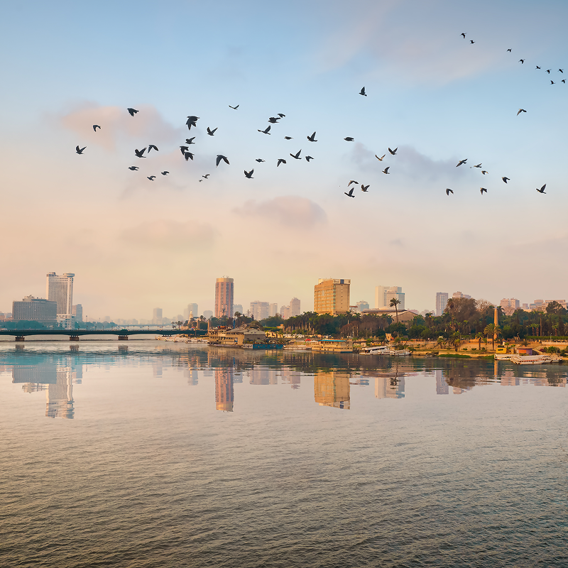 the flock of birds over river nile 2025 03 08 20 39 08 utc 1
